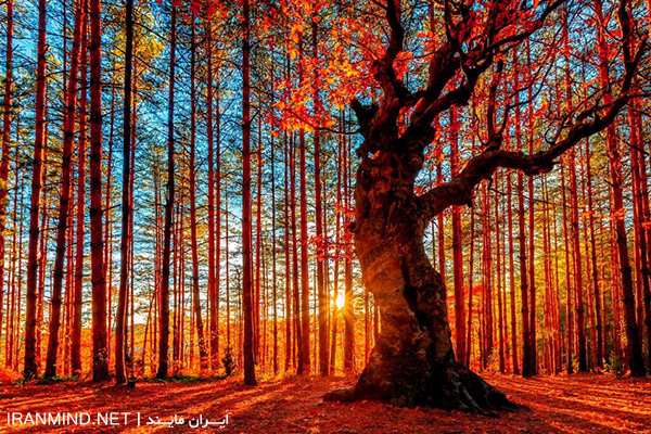 گلدن تایم ، گلدن تایم چیست